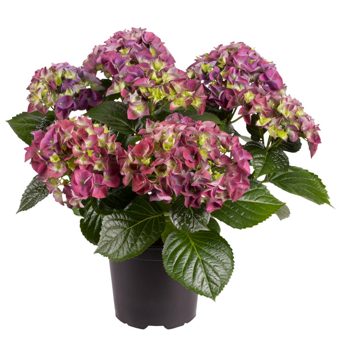 Hortensia i 17 cm potte